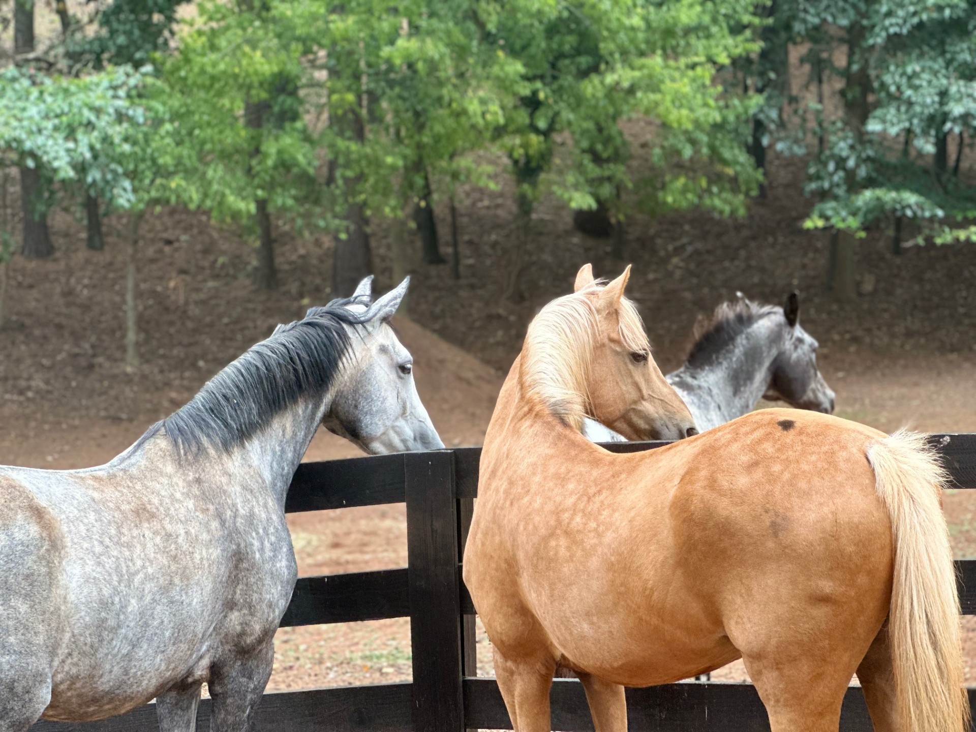 Three horses standing together along a dark wooden fence with trees in the background.