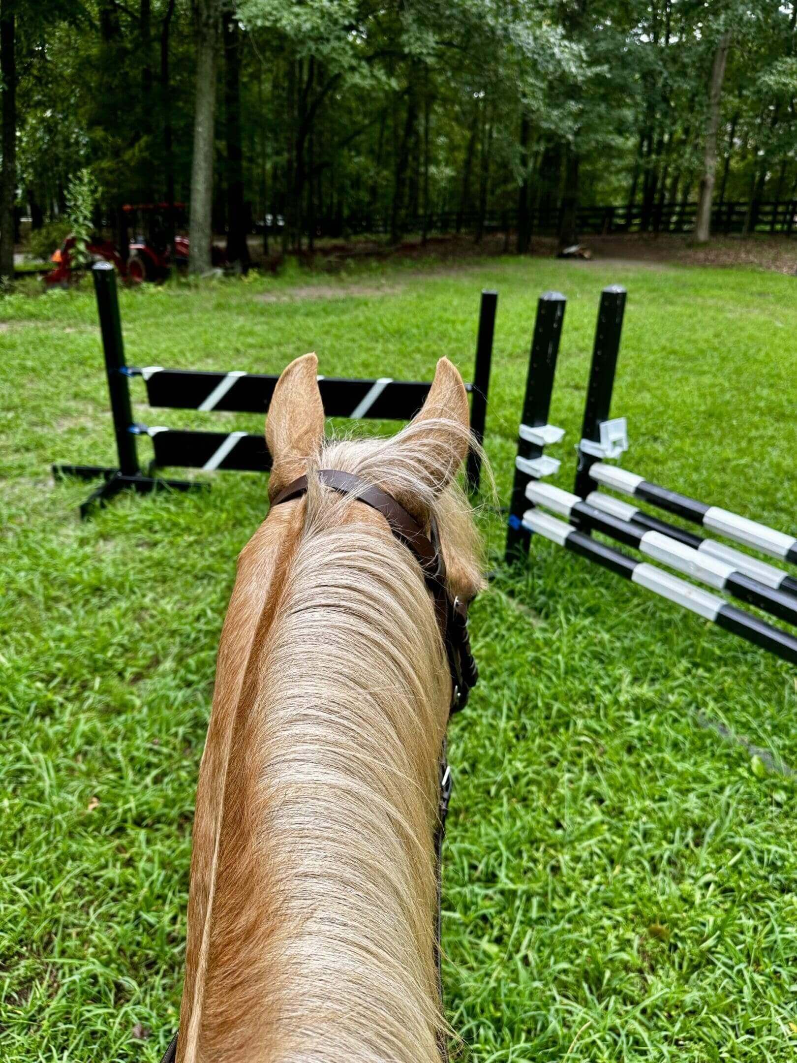 Horse facing black and white jumps