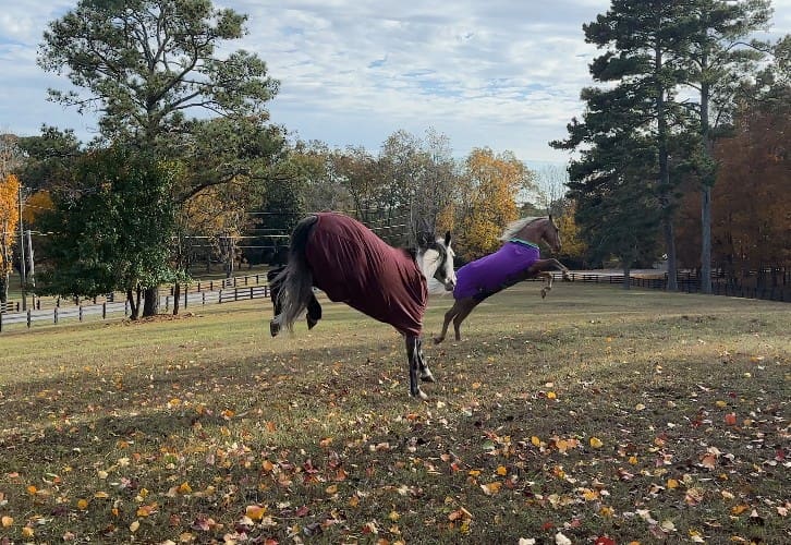 Two horses in colorful blankets leap and play together in an open field, symbolizing authentic expression and emotional release — key elements of human and leadership growth.