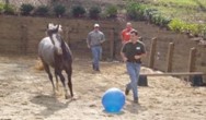 Horse playing with ball in fenced area.