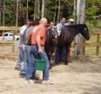 People standing near a horse in enclosure.