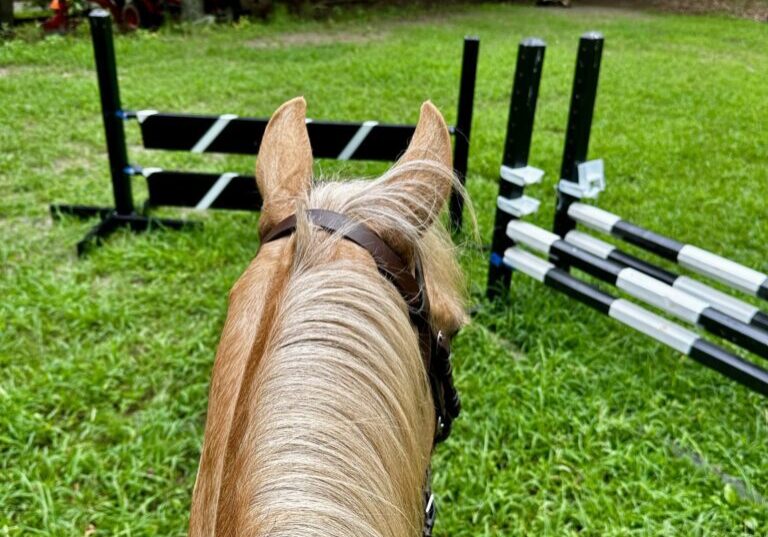 Horse facing black and white jumps