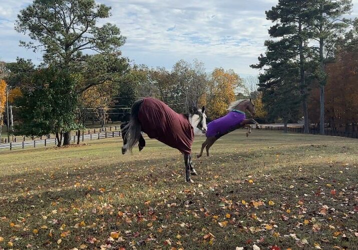 Horses in blankets playfully kicking in field.